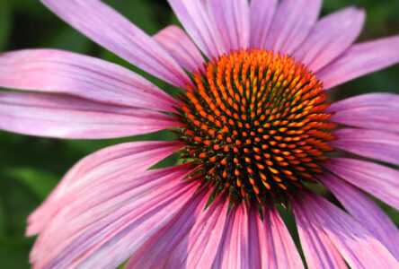 Medicinal Herb Gardening, Problems with Chickens and an Organic Vegetable Garden Image